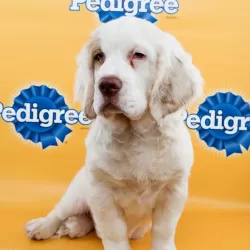 Puppy Bowl XI