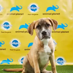 Puppy Bowl XV Presents: America's Cutest