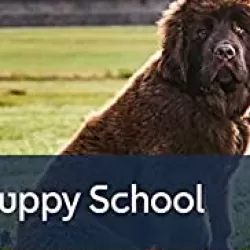 Puppy School