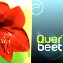 Querbeet