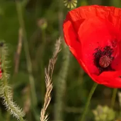 Remembrance Week