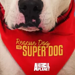 Rescue Dog to Super Dog