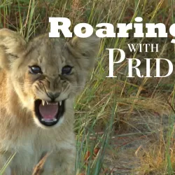 Roaring with Pride