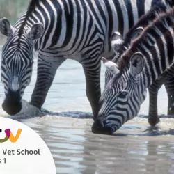 Safari Vet School