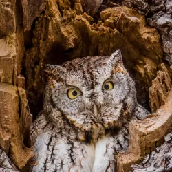 Screech Owls