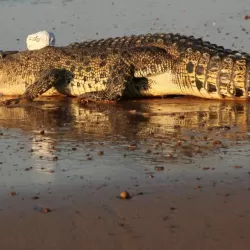 Secret Life of Crocodiles with Ben Fogle