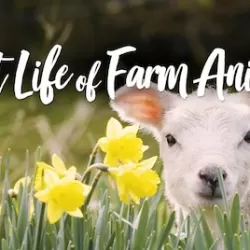 Secret Life of Farm Animals