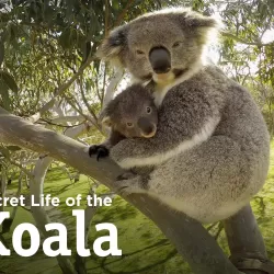 Secret Life of the Koala