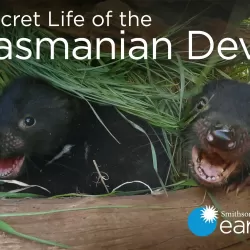 Secret Life Of The Tasmanian Devil