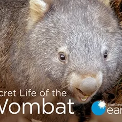 Secret Life of the Wombat