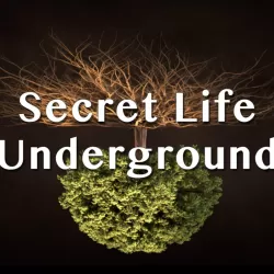 Secret Life Underground