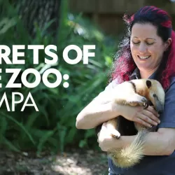 Secrets of the Zoo: Tampa