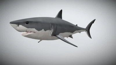 Shark 3D