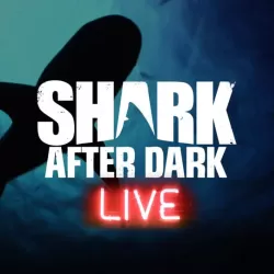 Shark After Dark