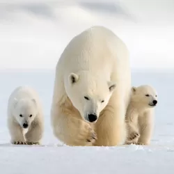 Snow Bears