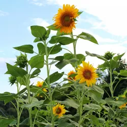 Sunflower Love