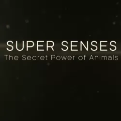 Super Senses: The Secret Power of Animals