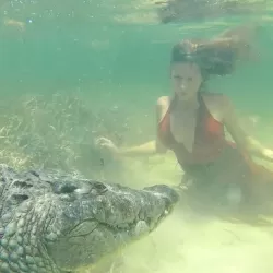 Swimming with Crocodiles