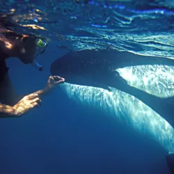 Swimming with Killer Whales