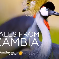 Tales From Zambia