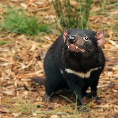 Tasmanian Devils