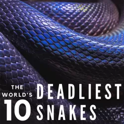 Ten Deadliest Snakes in the World