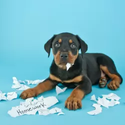 The Dog Ate My Homework