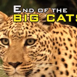 The End of the Big Cats