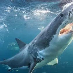 The Faces of Shark Week: Their Best Moments