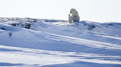 The Fight for the Arctic