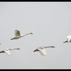 The Flying Swan
