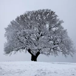 The Great British Winter