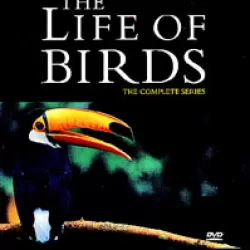 The Life of Birds