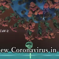 The New Coronavirus in 3DCG