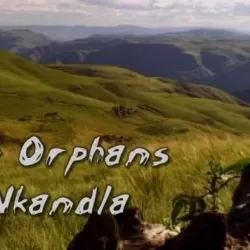 The Orphans of Nkandla