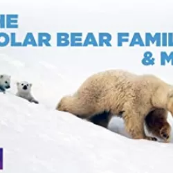 The Polar Bear Family & Me