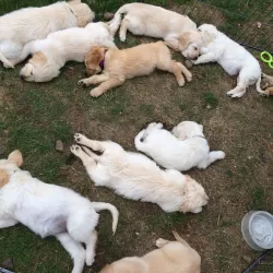 The Secret Life of Puppies