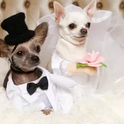 The Secret World of Posh Pets