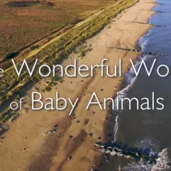 The Wonderful World of Baby Animals