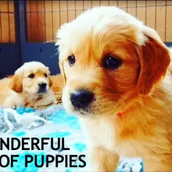 The Wonderful World of Puppies