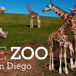 The Zoo: Bronx-Sized