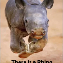 There's a Rhino in My House!
