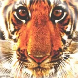 Tiger - Spy In The Jungle