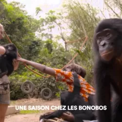 Une saison chez les bonobos