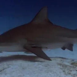 When Sharks Attack: Deep Dives