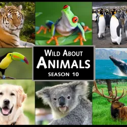 Wild About Animals