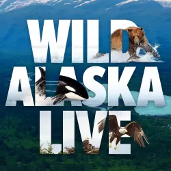 Wild Alaska Live