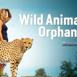 Wild Animal Orphans