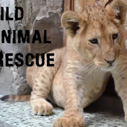 Wild Animal Rescue