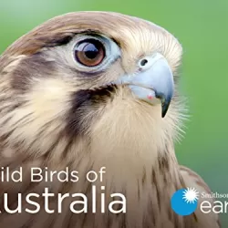 Wild Birds of Australia